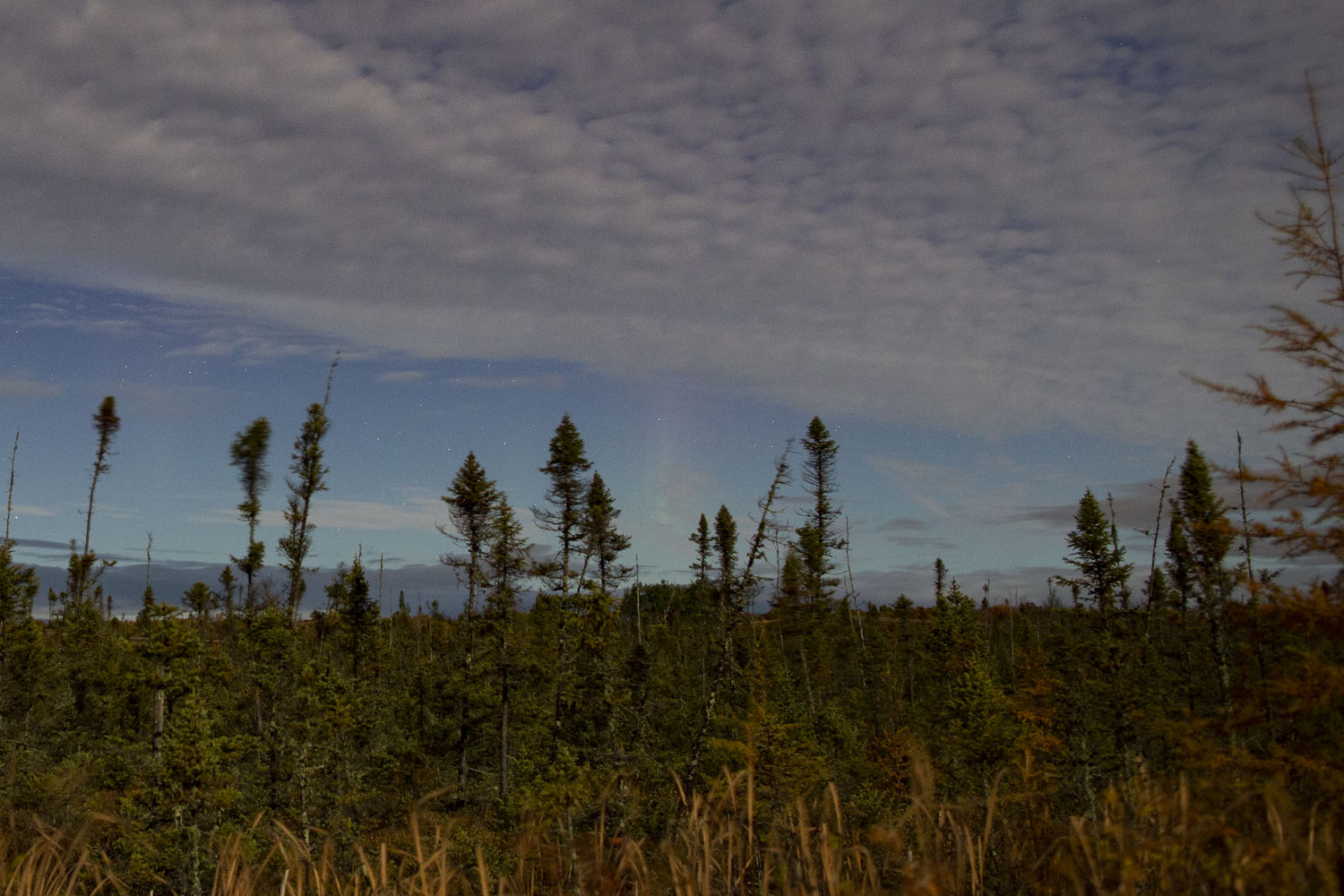 Nice Auroras