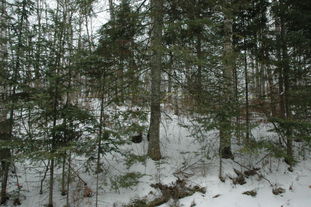 cabin12.JPG