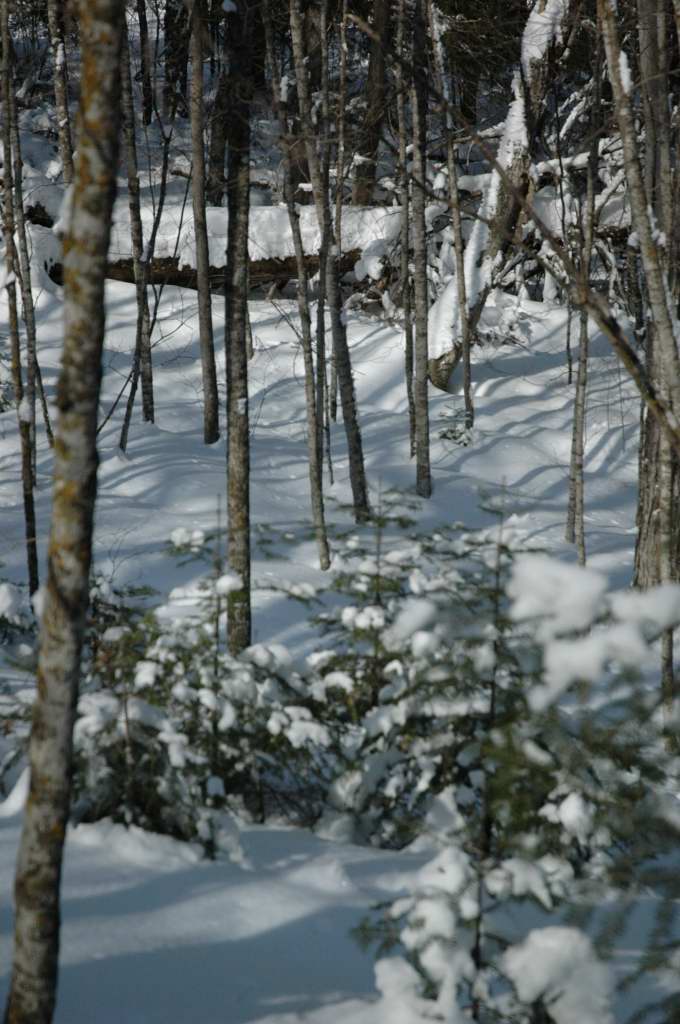 DSC_0020.JPG