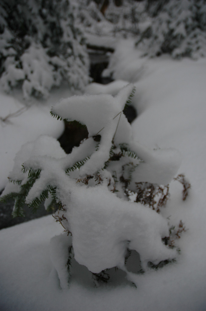 DSC_0083.JPG