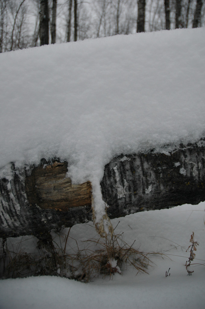 DSC_0094.JPG