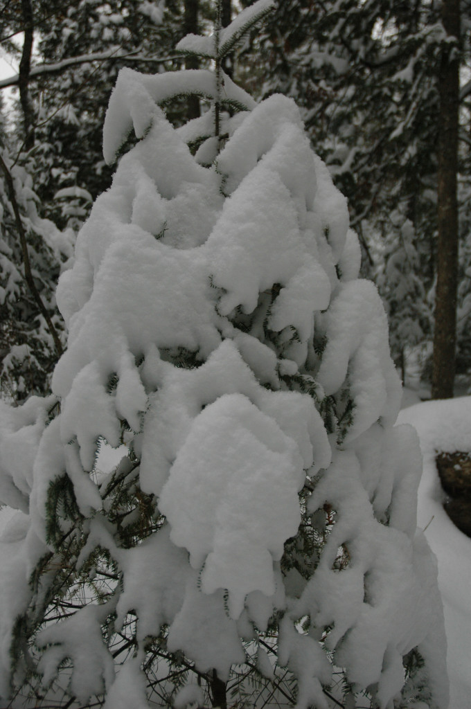 DSC_0100.JPG