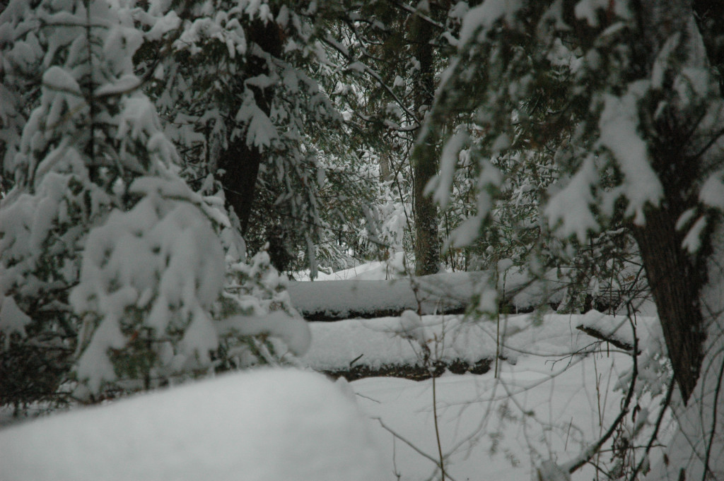 DSC_0101.JPG