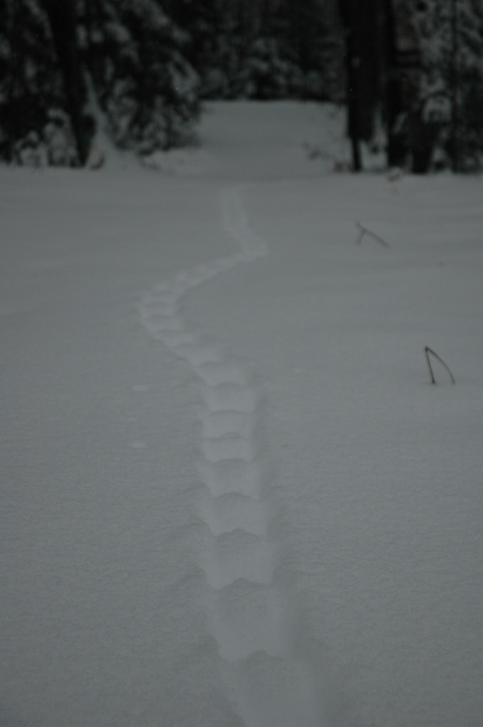 DSC_0106.JPG