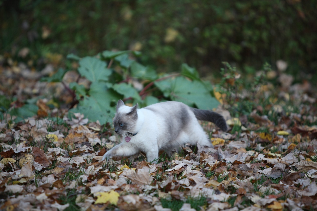 IMG_0889.JPG