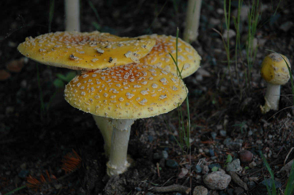 20090810_DSC_0015.JPG