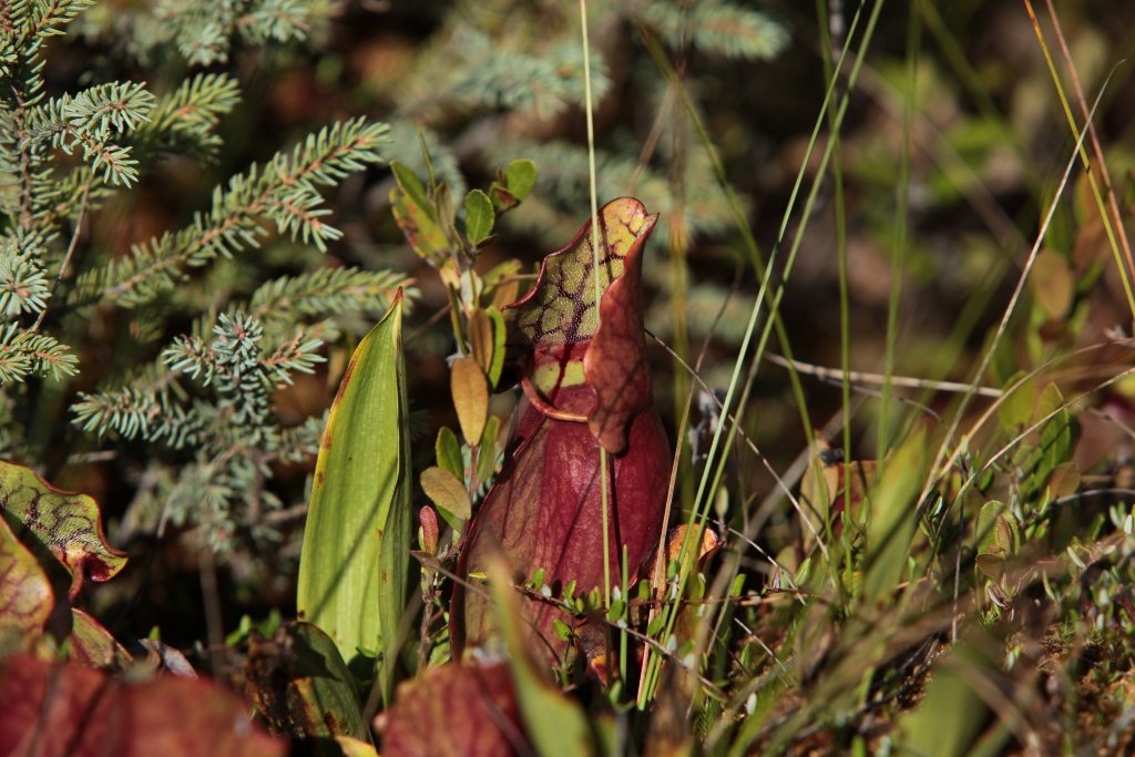 20110904_IMG_8616.JPG