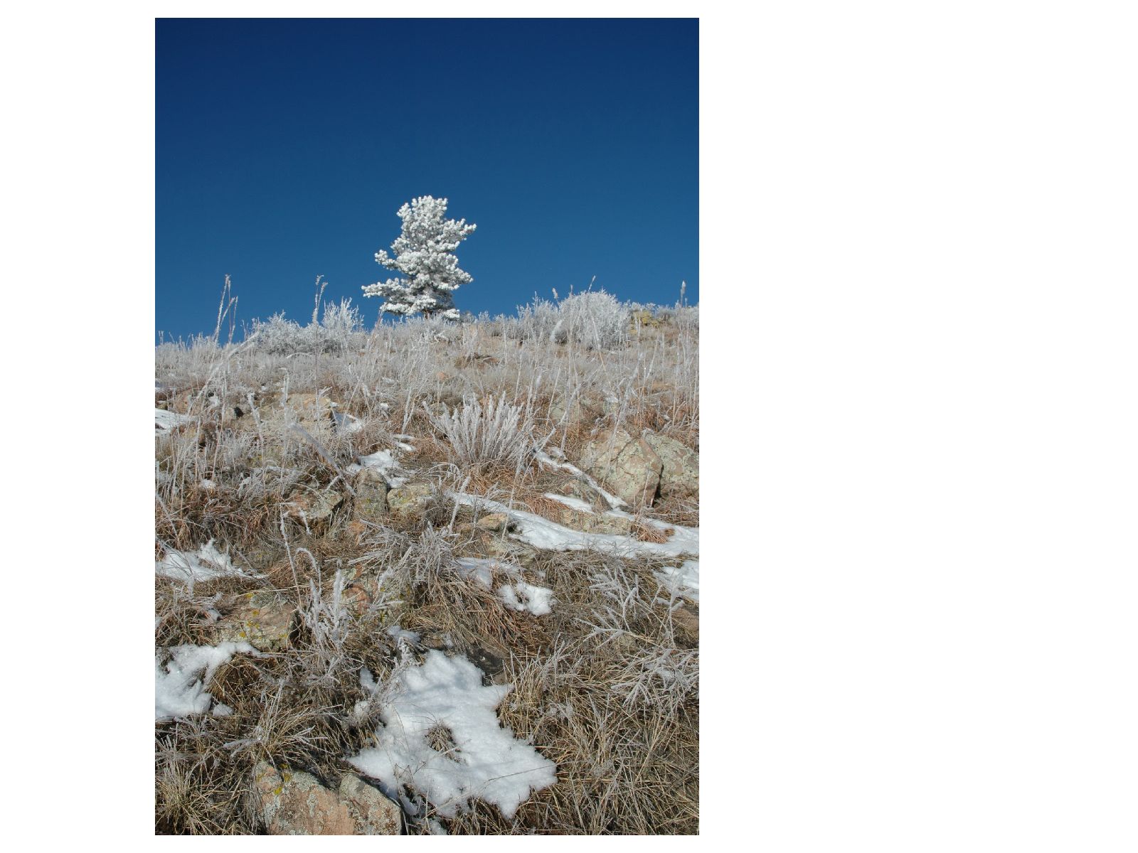 Frosty_grass_tree.jpg