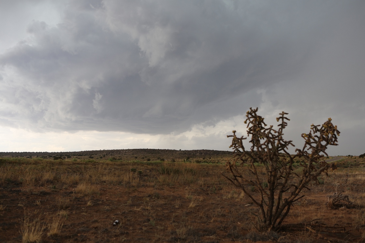 Cholla and Storm