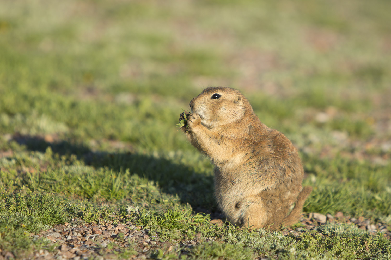 Prairie Dog