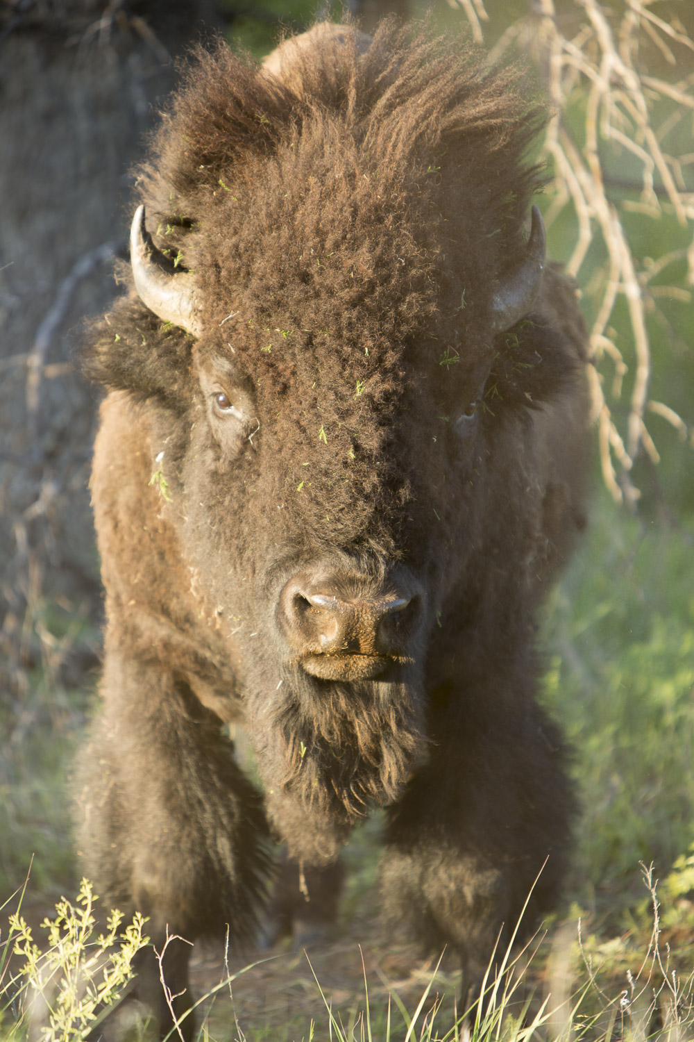 Bison