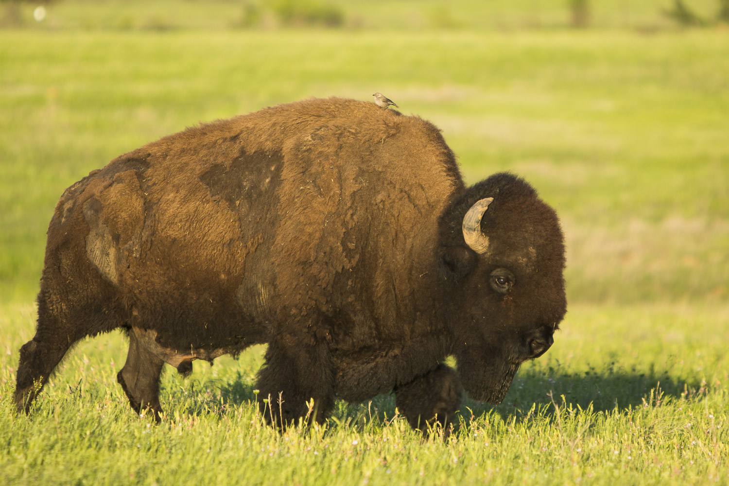 Bird on Bison