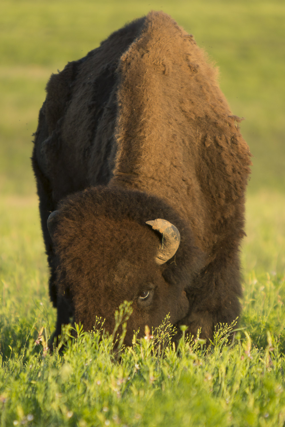 Grazing Bison