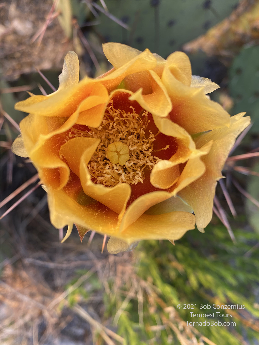 Flower